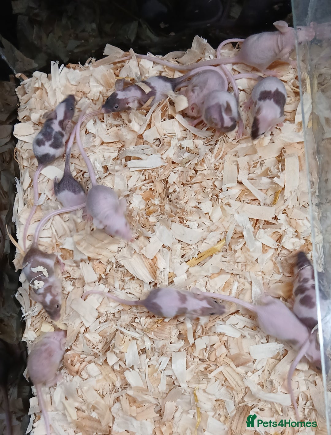 Mouse rodents for sale: Baby Fancy Pet Mice , Females available  - Image 15