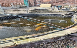 Koi Carp fish for sale: 8 x Koi Crap for Sale  - Image 1