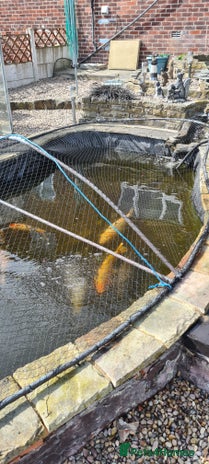 Koi Carp fish - Advert 2