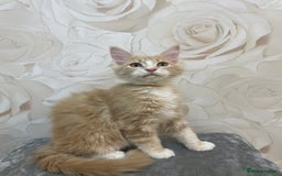 Mixed Breed cats for sale: Pedigree Maine coon X Pedigree ragdoll kittens   - Advert 3