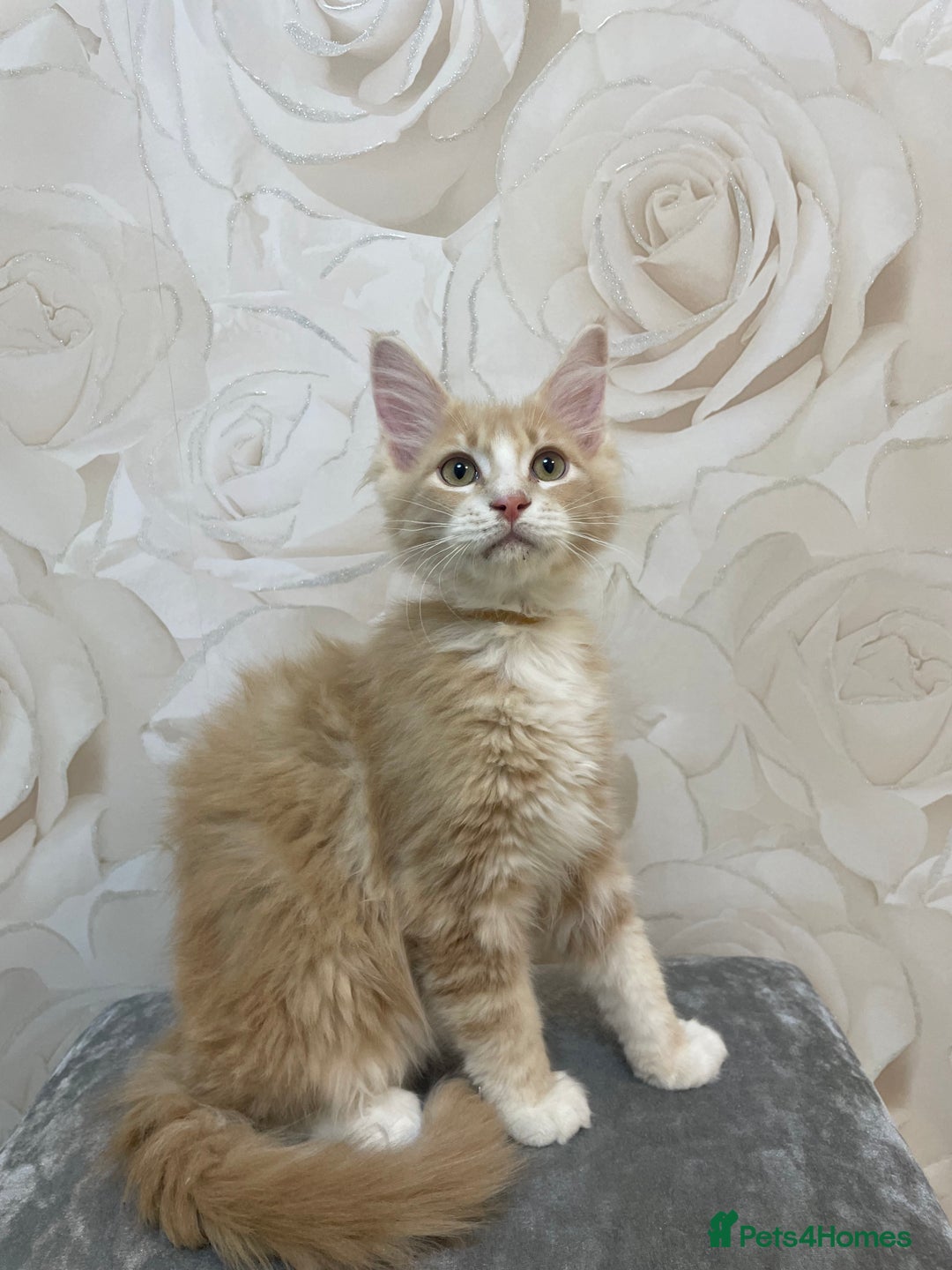Mixed Breed cats for sale: Pedigree Maine coon X Pedigree ragdoll kittens   - Advert 3