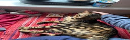 Bengal cats for sale: Loving 1year old male bengal - Advert 10