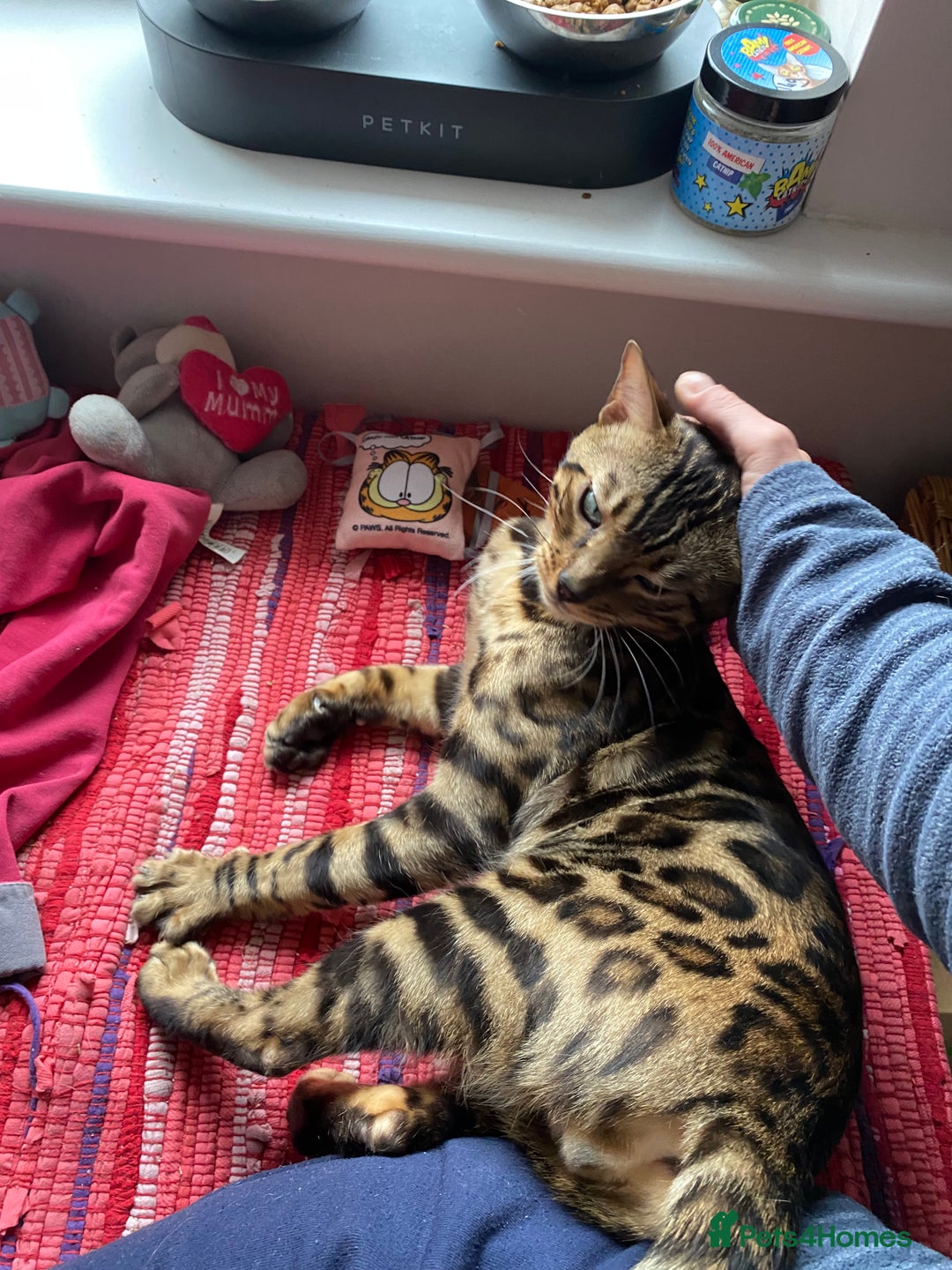 Bengal cats for sale: Loving 1year old male bengal - Advert 10