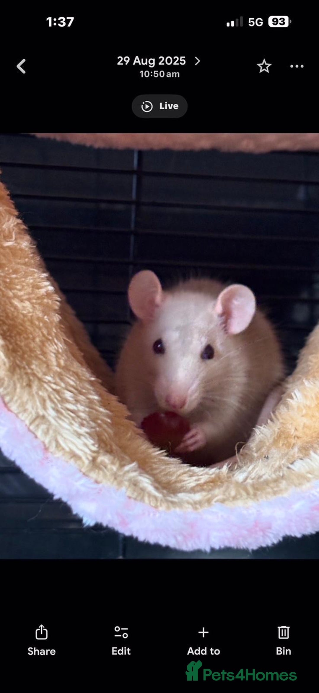 Rat rodents for sale: X3 female rats  - Advert 3