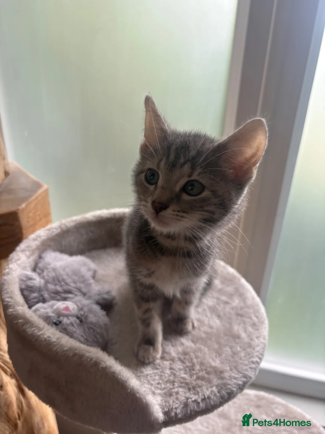 Mixed Breed cats for sale: Bengal and orange cat mix in Bradford - Advert 5