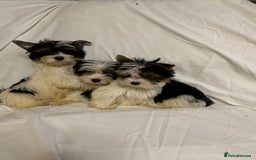 Biewer Terrier dogs for sale: Gorgeous Biewer Terrier boys - Image 4