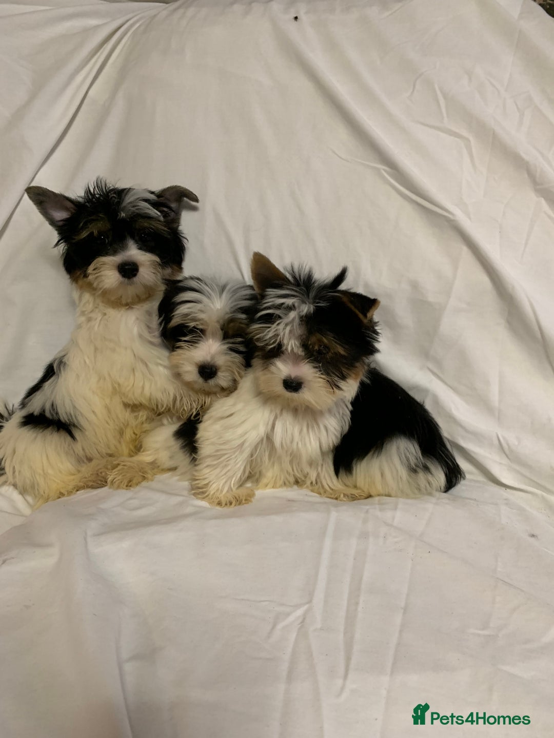 Biewer Terrier dogs for sale: Gorgeous Biewer Terrier boys - Image 4