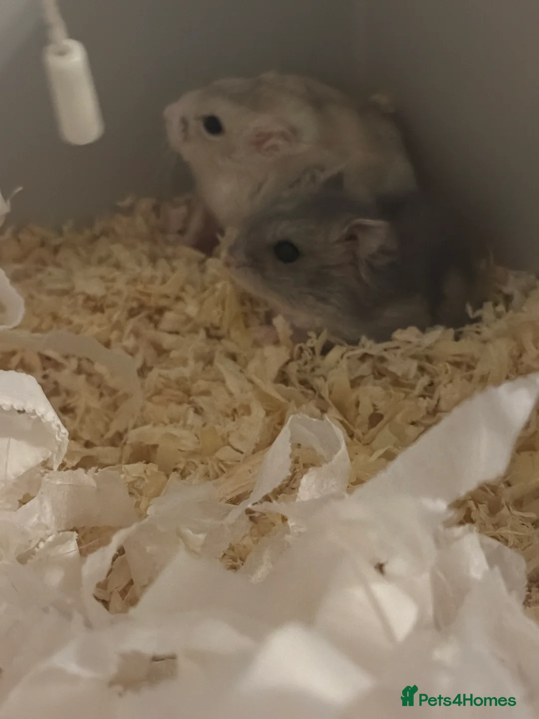 Hamster rodents for sale: 2 Russian dwarf hamsters and set up - Advert 1