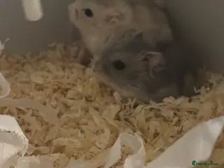 Hamster rodents 2 Russian dwarf hamsters and set up - Advert 1