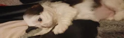 Shih Tzu dogs for sale: Beautiful  shihtzu  - Advert 22