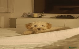 Cockapoo dogs for sale: Millie  - Image 3