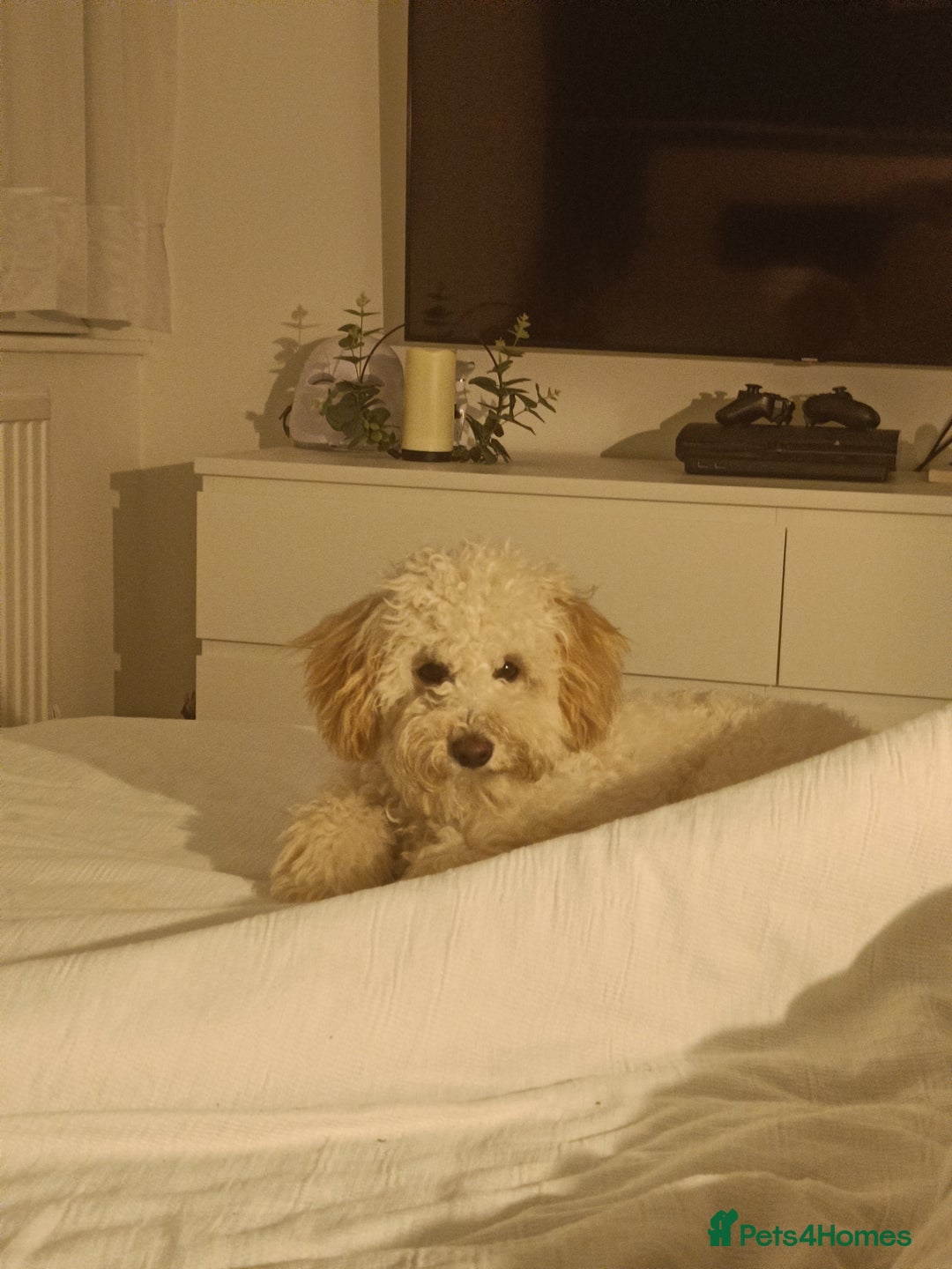 Cockapoo dogs for sale: Millie  - Image 3