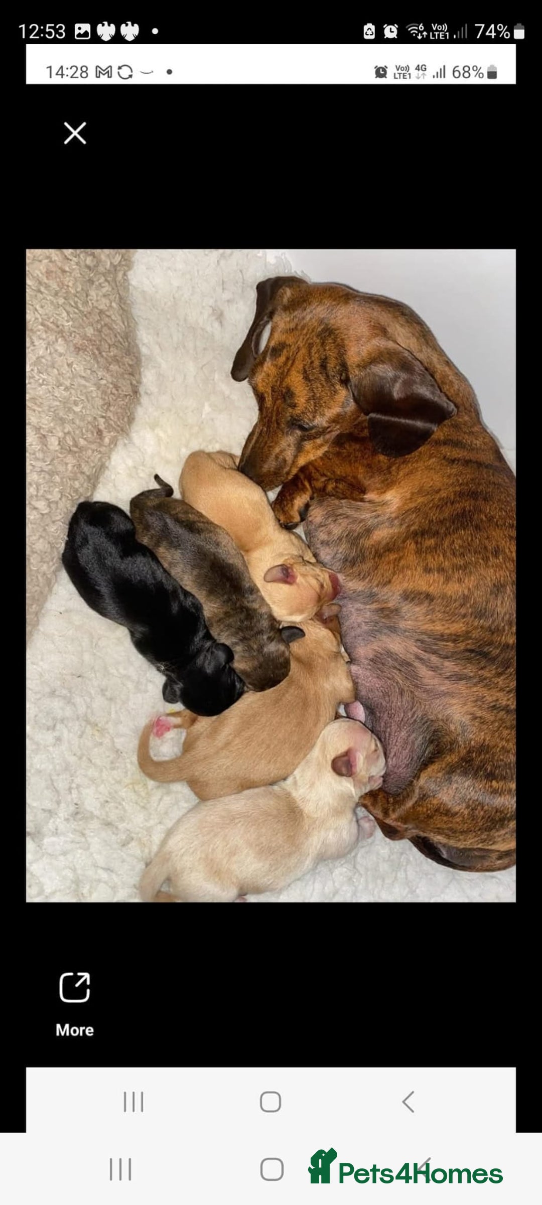 Mixed Breed dogs for sale: Beautiful female daxalier puppy.ready now. - Image 6