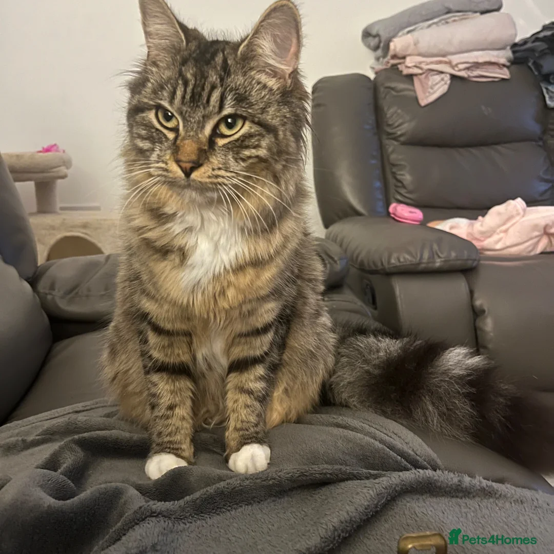 Maine Coon cats for sale: Gorgeous bundle of joy - Advert 1