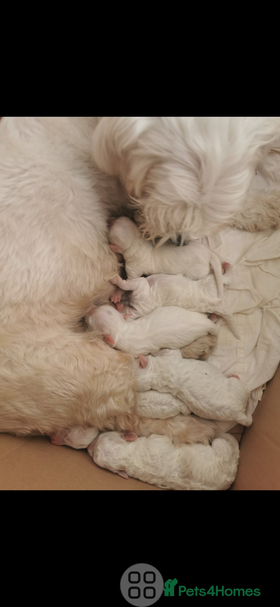 Maltese dogs Bishon maltese - Advert 4