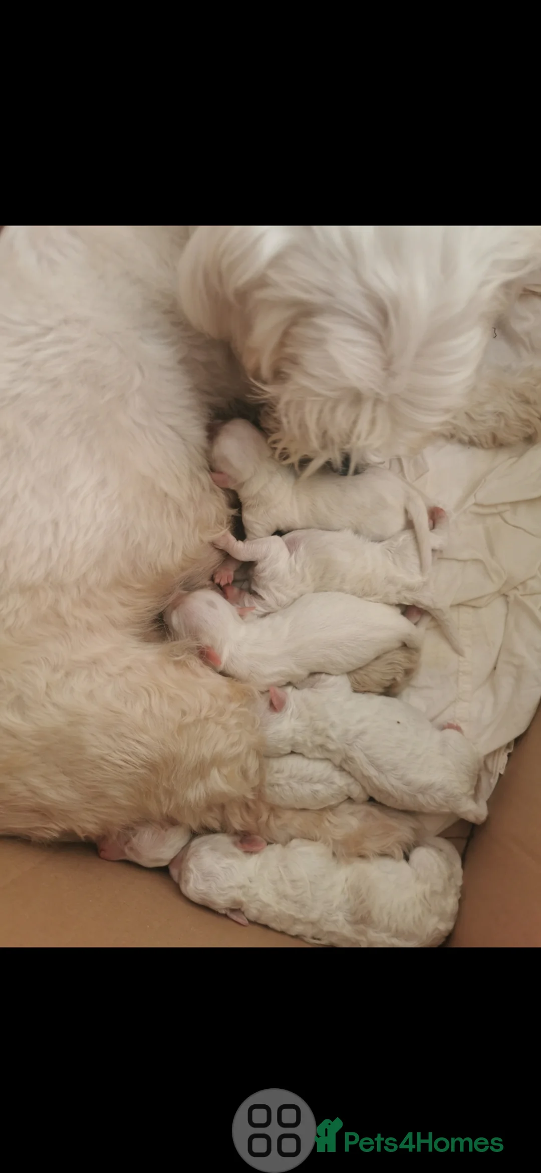 Maltese dogs for sale: Bishon maltese - Advert 2