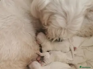 Maltese dogs Bishon maltese - Advert 4