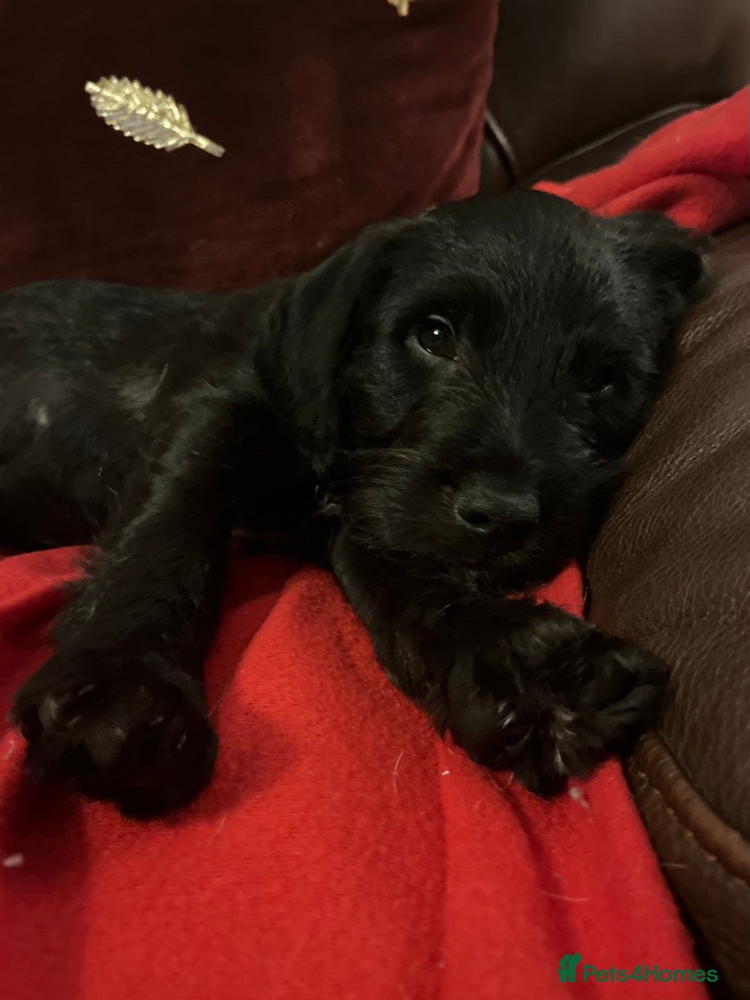 Jackapoo dogs for sale: ✨ Gorgeous Jackapoo puppies ready to leave now ✨ - Advert 6