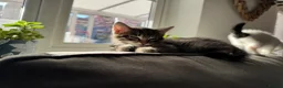 Mixed Breed cats for sale: Tabby girl  - Advert 3