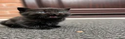 British Shorthair cats for sale: ✨ Beautiful BSH Kittens Available ✨ - Advert 6
