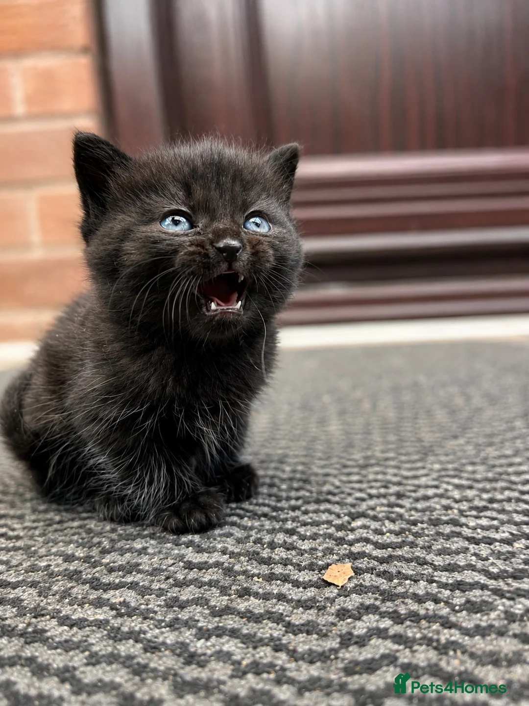 British Shorthair cats for sale: ✨ Beautiful BSH Kittens Available ✨ - Advert 6