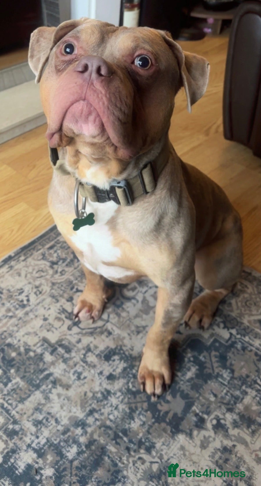 Mixed Breed dogs Alapaha Blue-Blood bulldog mix - Advert 2