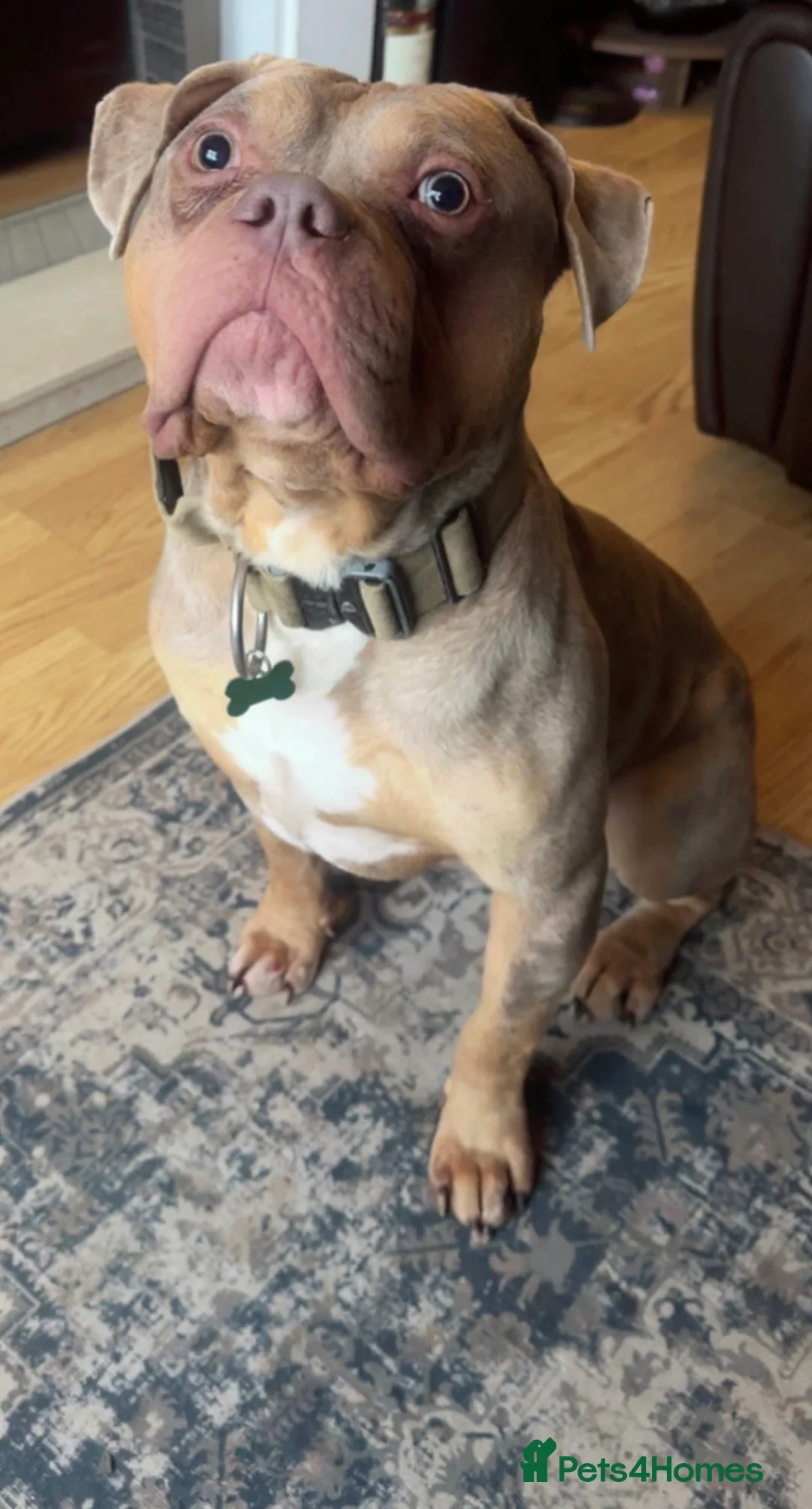 Mixed Breed dogs for sale: Alapaha Blue-Blood bulldog mix - Advert 1