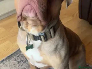 Mixed Breed dogs Alapaha Blue-Blood bulldog mix - Advert 2