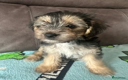 Morkie dogs for sale: Morkie Pups - Image 9