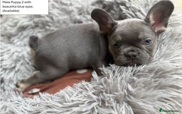French Bulldog dogs for sale: KC Registered French Bulldog puppies for sale - Image 10