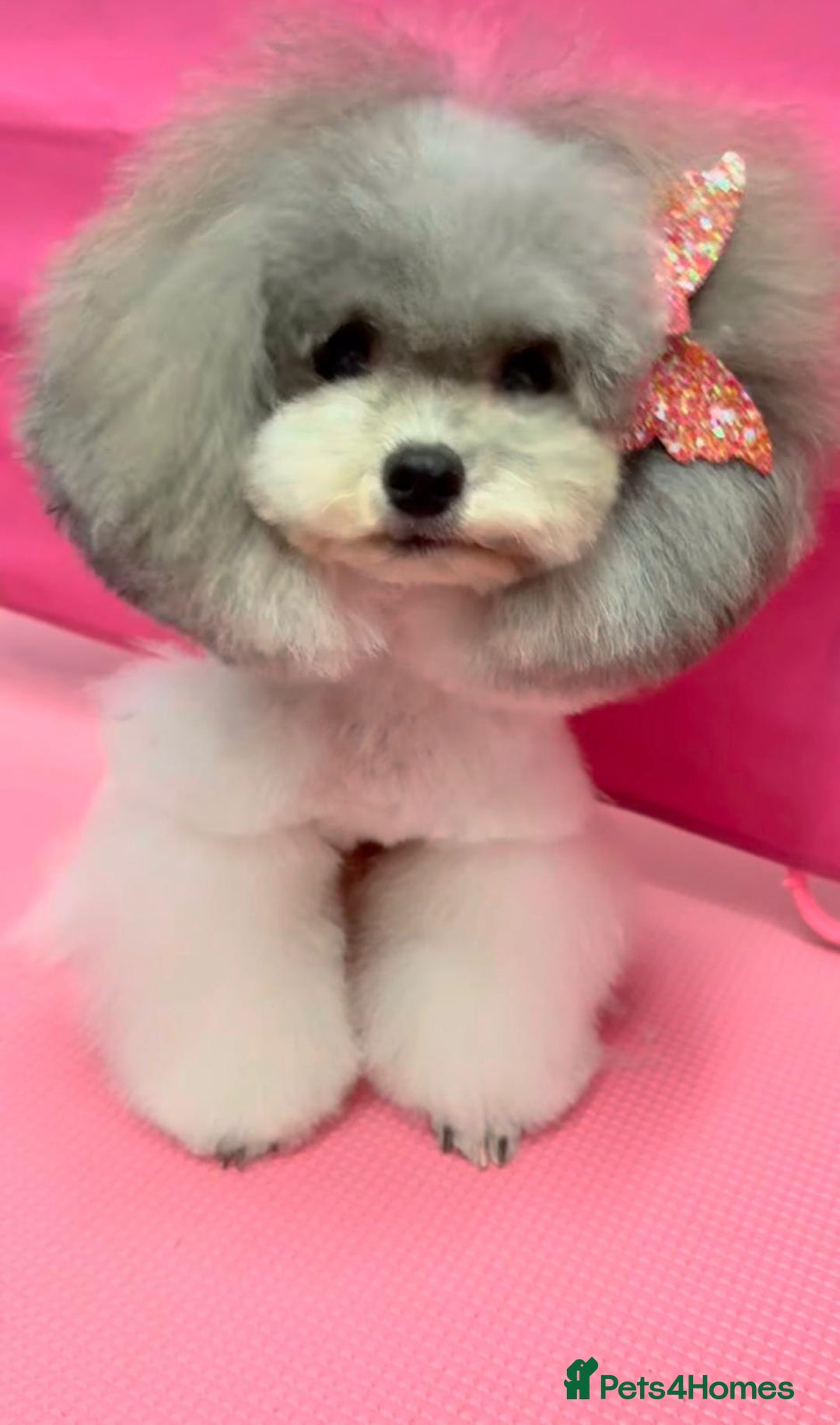 Mixed Breed dogs for sale: Adorable Bolonoodle Puppies - Advert 5