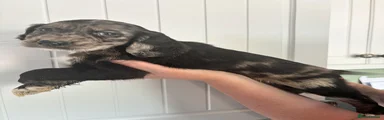Cocker Spaniel 3