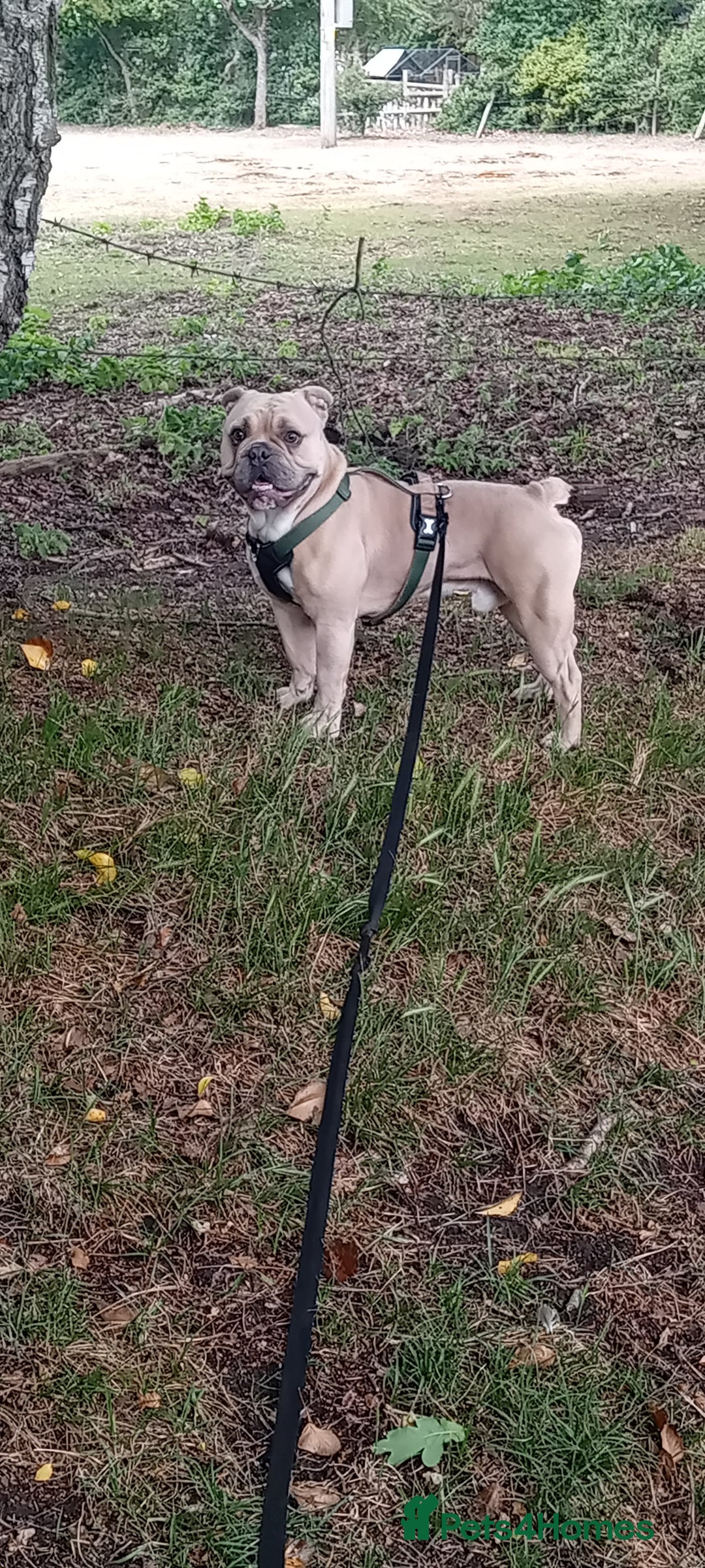 English Bulldog dogs for stud: Minibull elvis.  - Image 2