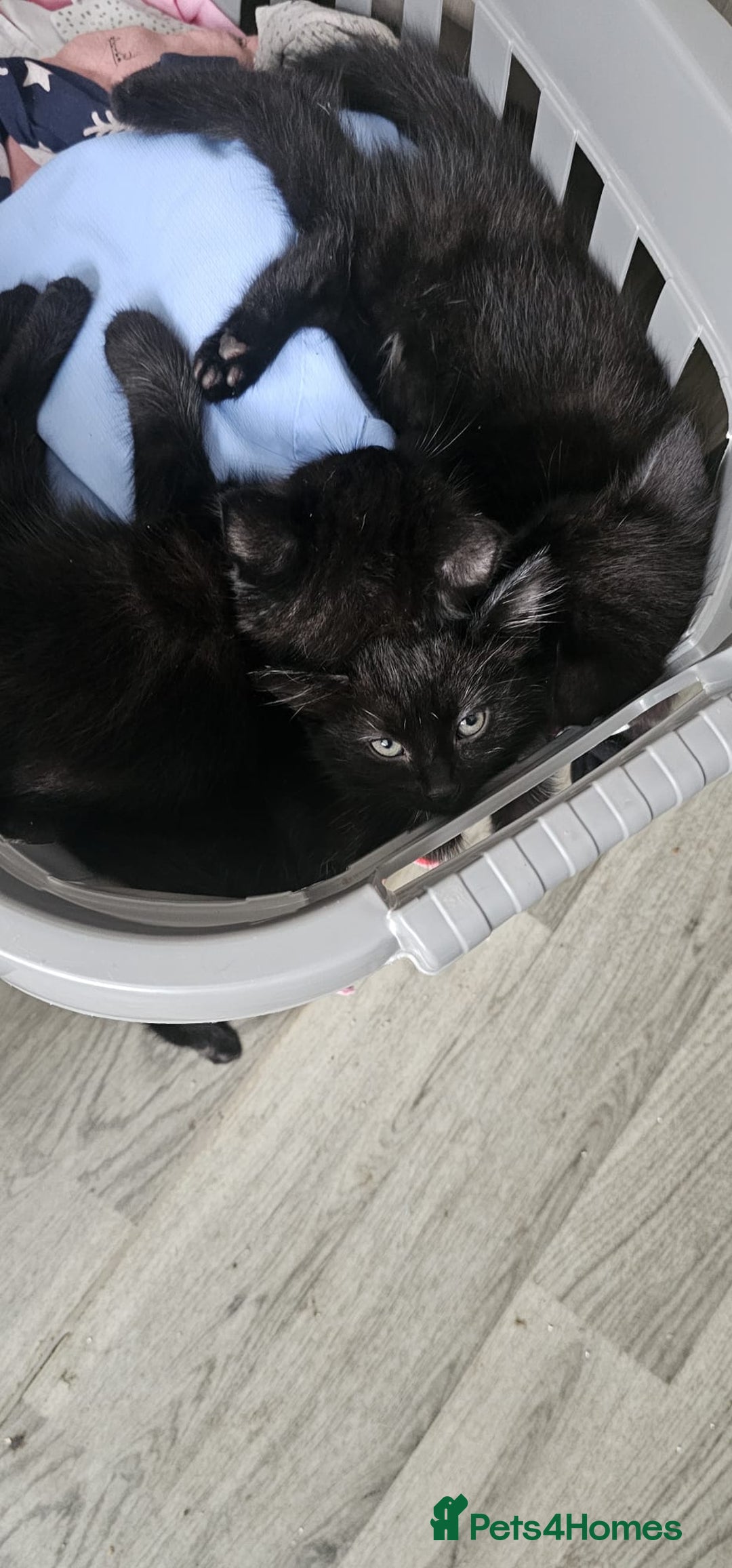 Domestic Shorthair cats for sale: 2 black kittens - Image 4