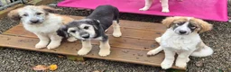 Mixed Breed dogs for adoption: Lola, Lena, Luna and Lyra  - Advert 4