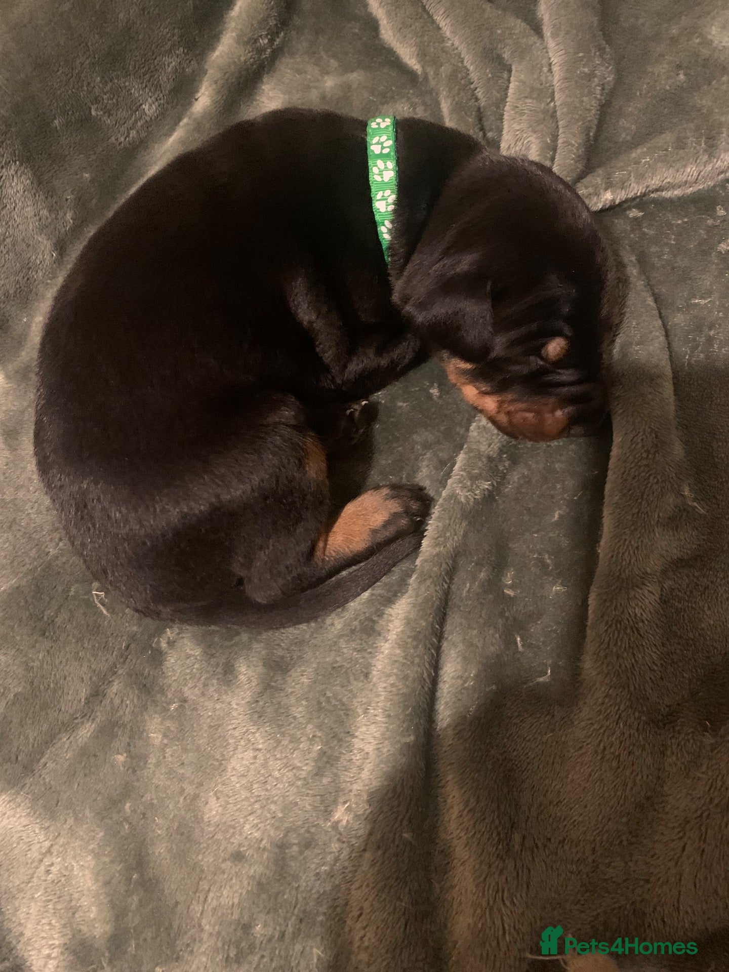 Dobermann dogs for sale: Royal KC Doberman puppies  - Advert 23