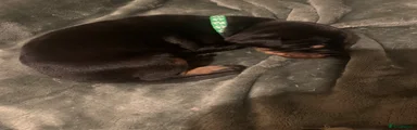 Dobermann 1