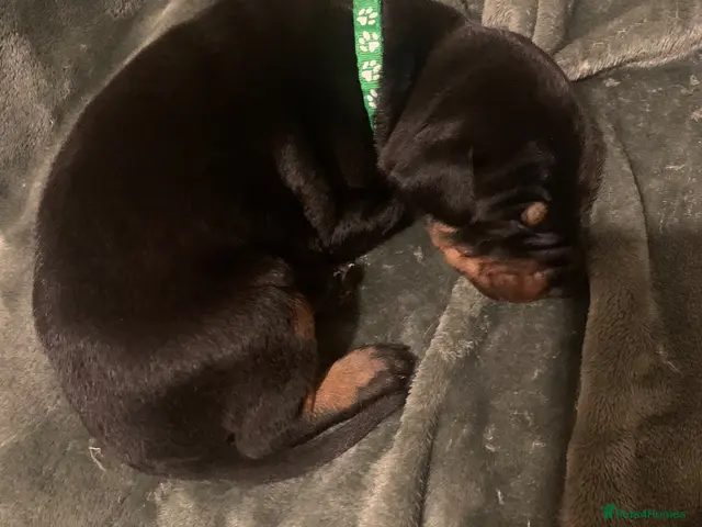 Dobermann dogs for sale: Royal KC Doberman puppies - Advert 23