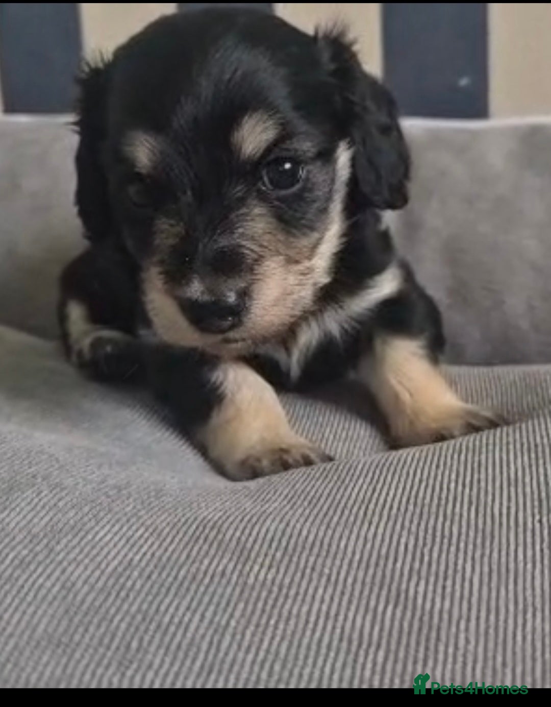 Miniature Dachshund dogs Cream Miniature long-haired  - Advert 8