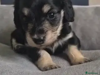 Miniature Dachshund dogs Cream Miniature long-haired - Advert 8