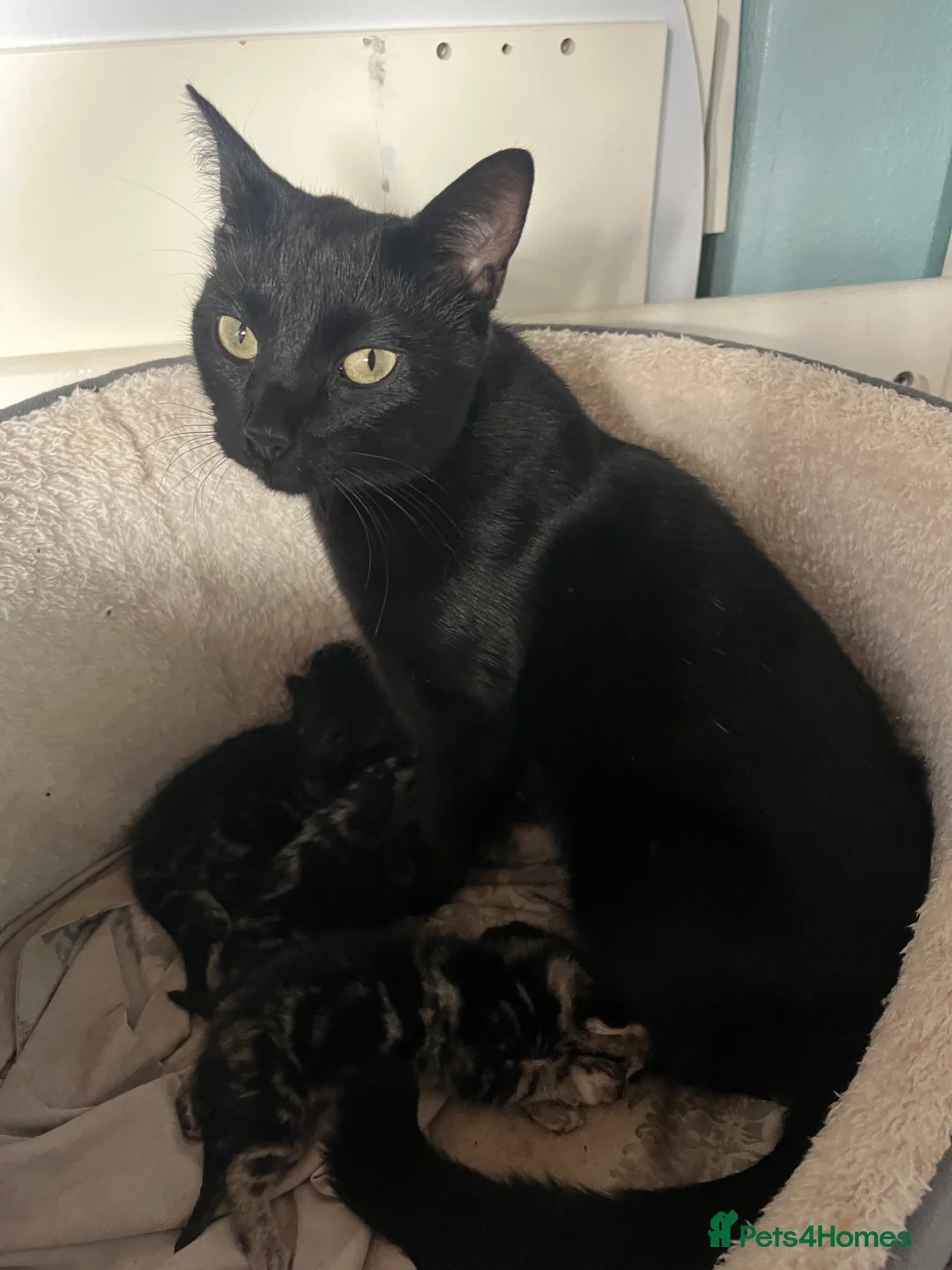 Bengal cats for sale: Stunning Bengal X kittens  - Advert 2