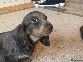 Miniature Dachshund dogs 2 miniature dachshund pups - Advert 11