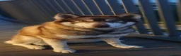 Siberian Husky dogs for sale: Female Siberian Husky for rehoming in London - Advert 3