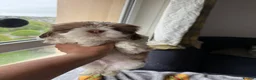 Lhasa Apso dogs for sale: Lovely Lhasa Apso Puppies Ready Soon 🐾 - Advert 5