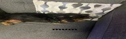 Chiweenie dogs for sale: DACSHUND CROSS CHIHUAHUA PUPPYS  - Advert 2