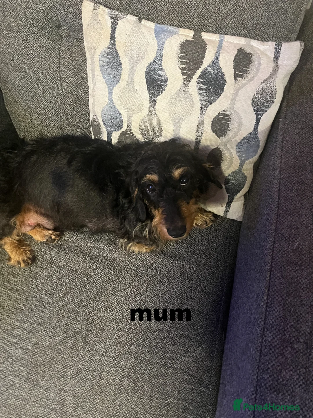 Chiweenie dogs for sale: DACSHUND CROSS CHIHUAHUA PUPPYS  - Advert 2