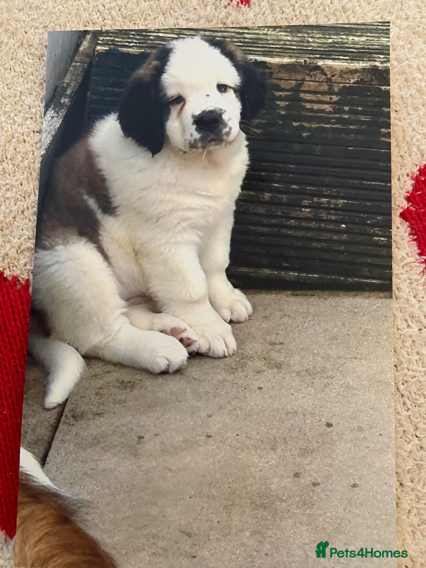 Saint Bernard dogs Sarah M - Advert 8
