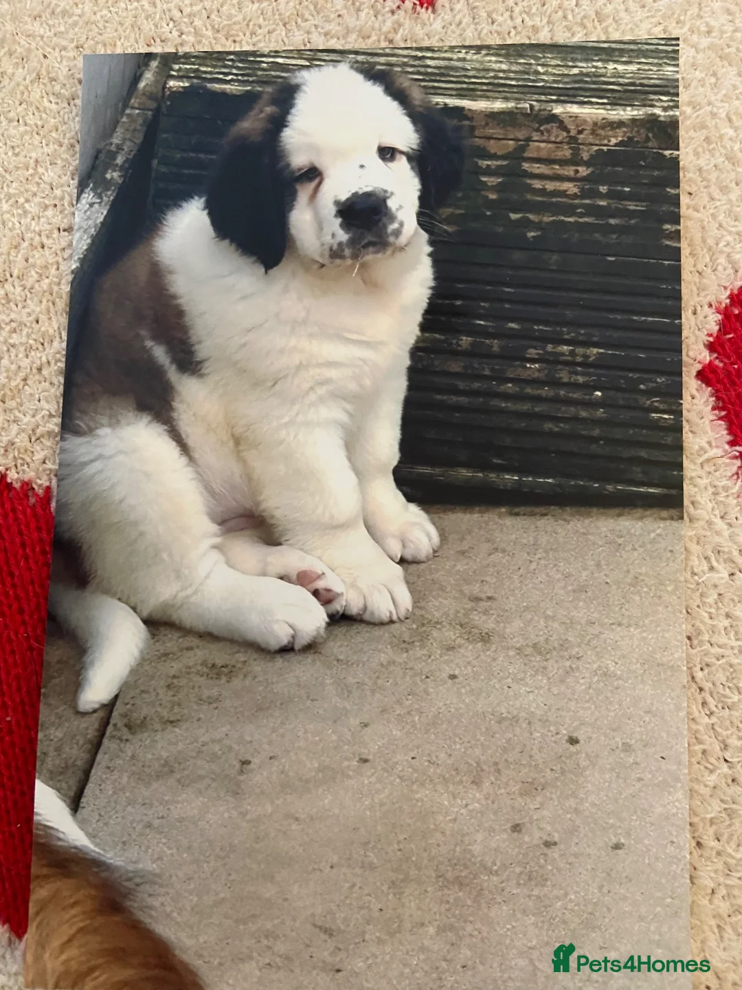 Saint Bernard dogs for sale: Sarah M in Manchester - Advert 1