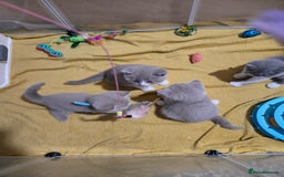 British Shorthair cats for sale: Full Britishshort hair kittens ready wendesday - Image 20