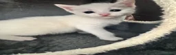 Mixed Breed cats for sale: 4 white kittens available soon  - Advert 2